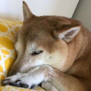 Meet your Posher, Xin